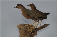 藏品(緋秧雞)的圖片